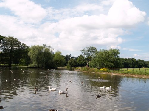 The lake in Stewart Park, complete with ducks and geese.