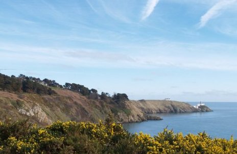 Lots of Hebe and Gorse in bloom near the Bailey lighthouse, despite it being mid-February.
