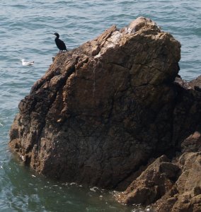 Howth to Sutton Cliff Walk