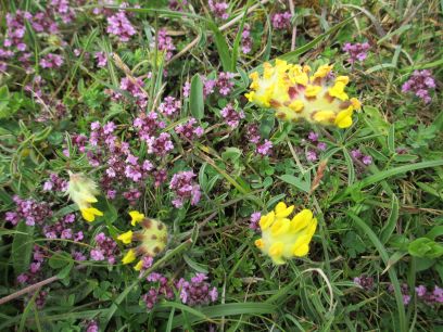 Black Head Loop Walk, Fanore, The Burren