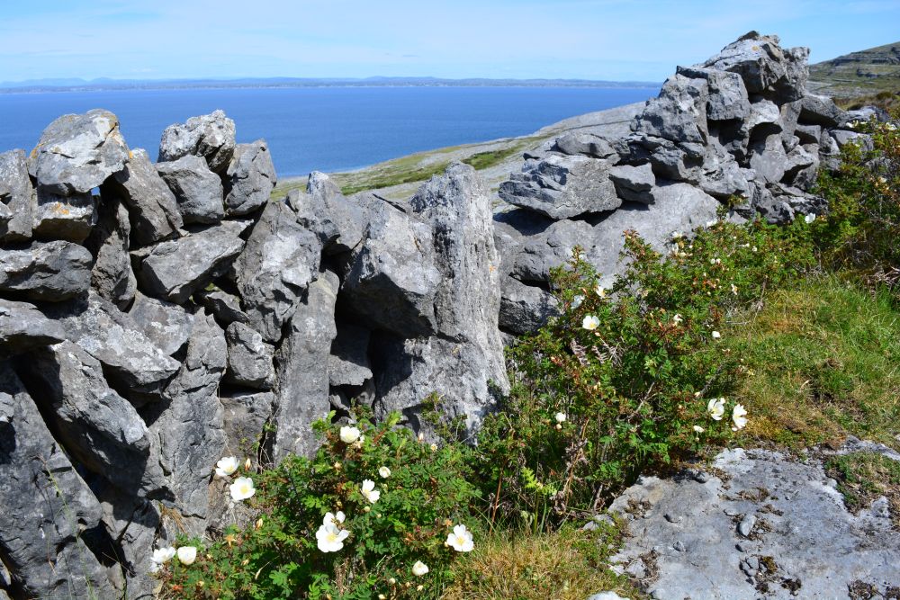 Black Head Loop Walk, Fanore, The Burren
