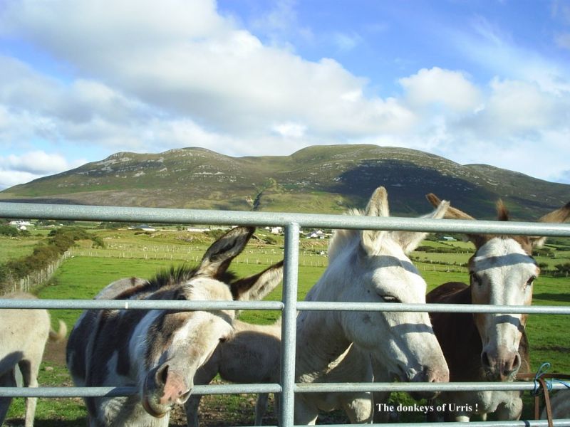 The ever friendly donkeys residing in the lush fields below the Urris Hills. The ever friendly donkeys residing in the lush fields below the Urris Hills.