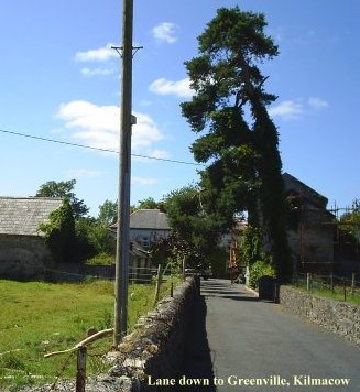An old Scots Pine overhangs the road down to the old mill Greenville, Kilmacow.