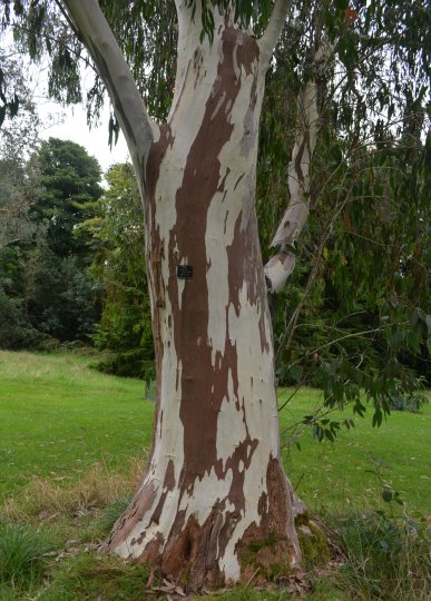 The eucalyptus Pauciflora tree (Cabbage Gum) in The John F. Kennedy Arboretum JFK Park