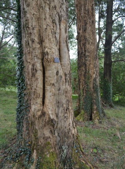 The eucalyptus Nitens (Silver top) in The John F. Kennedy Arboretum JFK Park