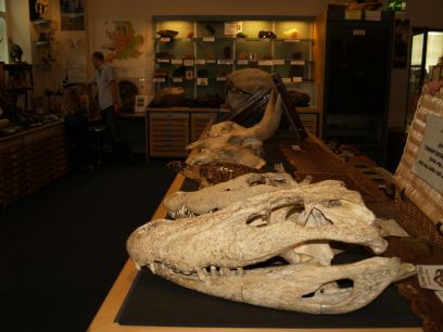 World Museum Liverpool: Minerals, insects and fish in the Clore Natural History