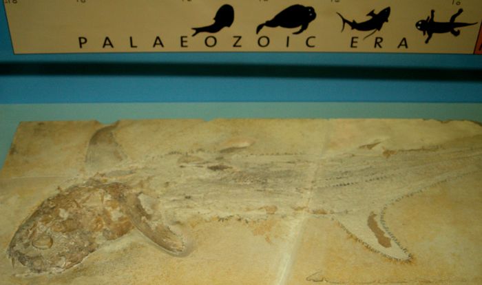 World Museum Liverpool: Fossil of Callopterus - Teleost Fish from the palaeozoic era - 145-150 million years old.