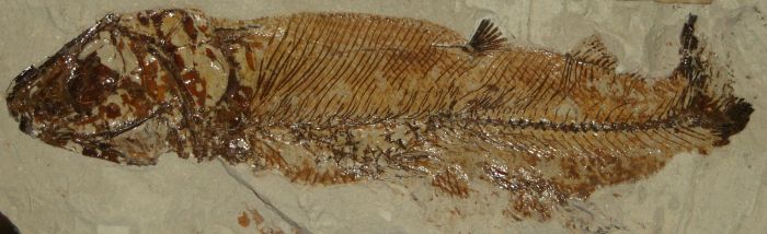 World Museum Liverpool: Spaniodon blondelli - Teleost (bony) fish - fossil in chalk from the Cretaceous period 83-90 million years old