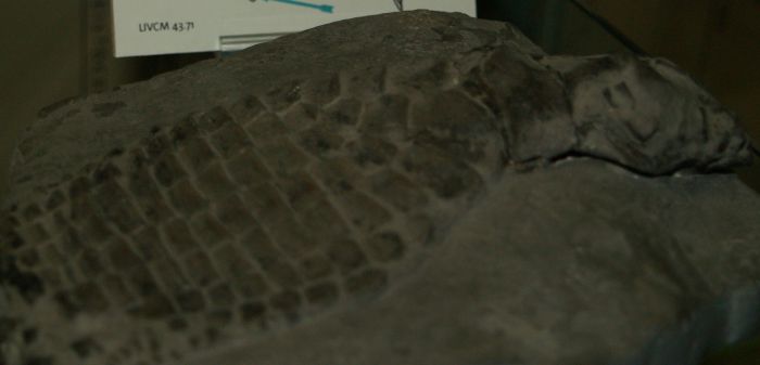 World Museum Liverpool: Ichthyosaurus intermedius (paddle), a marine retile from the Jurassic era 195-208 million years ago