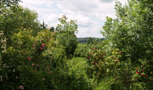 The rolling countryside around Tugby village.