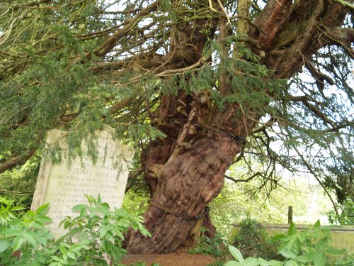 The ancient yew tree on the north side of the church. It is believed to be nearly 1000 years old, and not surprisingly, it needs a bit of support from several iron rings.