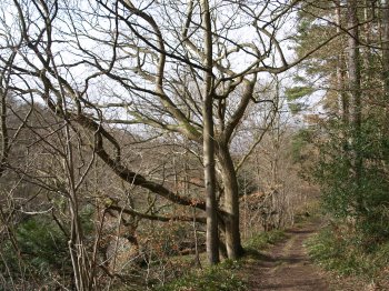 A circular walk to Cotherstone from Barnard Castle on the banks of the River Tees, County Durham, North East England