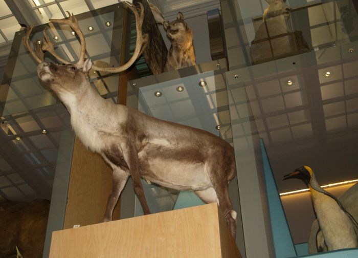 Hancock Museum