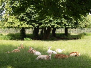 The deer in Stewart Park.