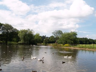 The lake in Stewart Park complete with ducks and geese.