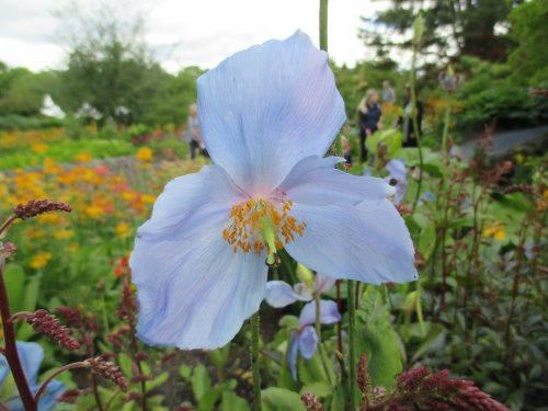 Harlow Carr RHS gardens near Harrogate