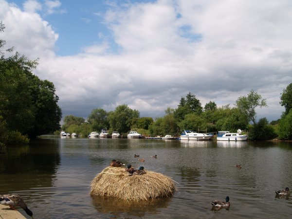 River Ouse at Naburn packed with many river craft and breeding mallard ducks