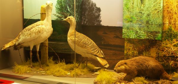 Yorkshire Museum
