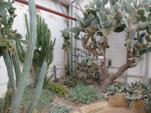 cactus Leicester University Botanic Gardens