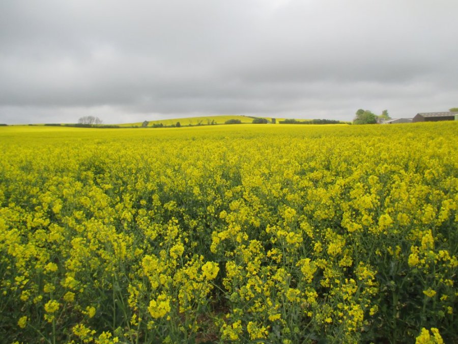 fields of rapeseed oil crop A walk from Moorsholm Village to Kilton Castle, industrial archaeology, Cleveland, north-east England