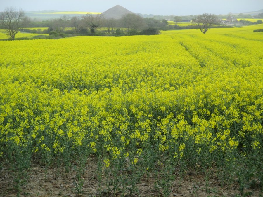 A walk from Moorsholm Village to Kilton Castle, industrial archaeology, Cleveland, north-east England