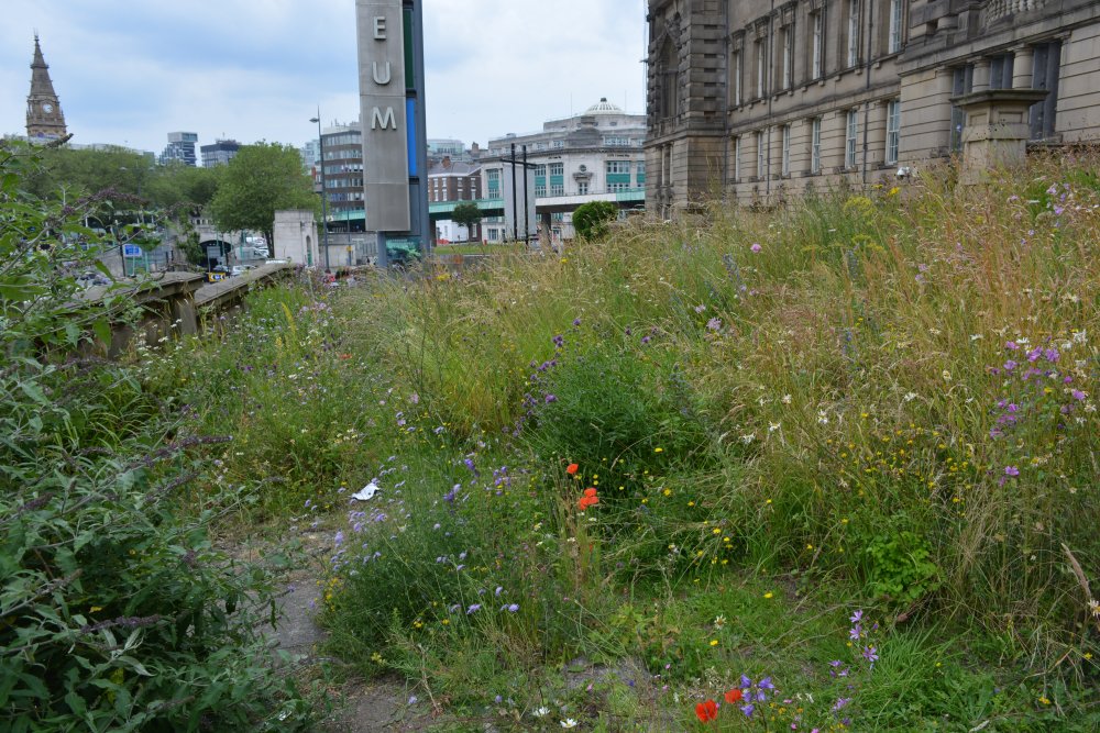 Liverpool wild flower garden is found between the World Museum and the Central Library in William Brown Street