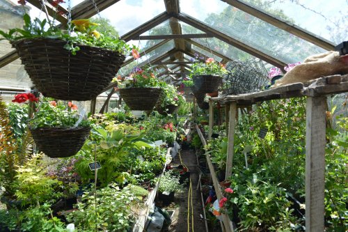 Poets Cottage Shrub Nursery, Lealholm village, North Yorkshire, England