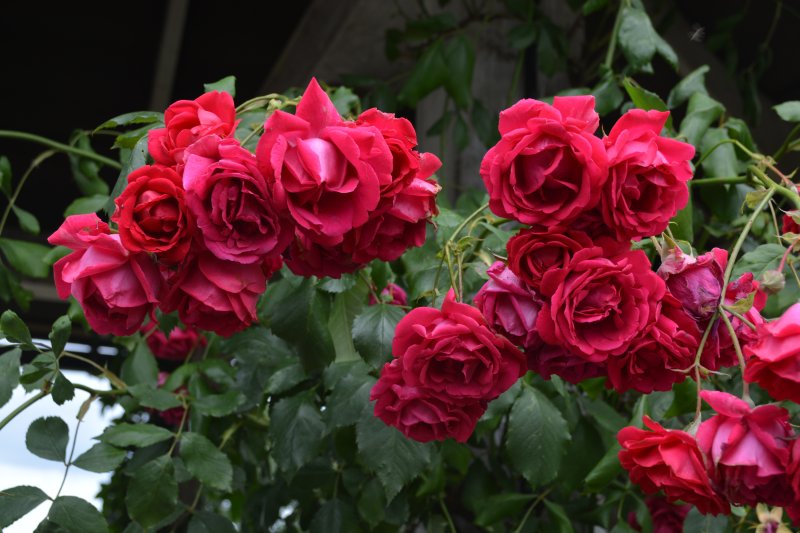 Garden Roses in Harlow Carr RHS Gardens