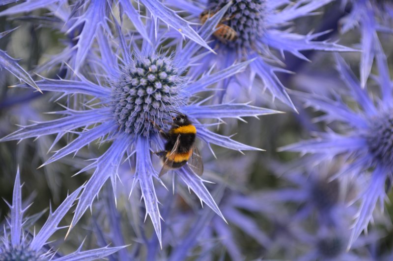 Bees on flowers Harlow Carr RHS Gardens
