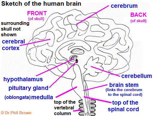 gcse biology diagram of brain cerebral cortex cerebrum cerebellum hypothalamus spinal cord medulla oblongata pituitary gland