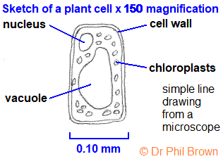magnification of an image of a plant cell