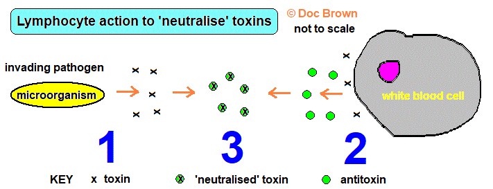 diagram showing lymphocyte white blood cells producing antitoxins neutralising toxins gcse biology igcse