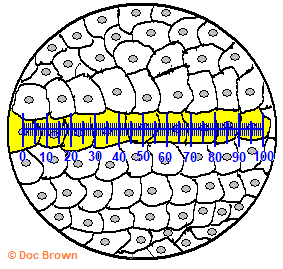 How to use the eyepiece graticule scale on a microscope to measure cell size
