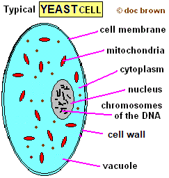 diagram of yeast cell gcse biology membrane wall nucleus mitochondria cytoplasm vacuole