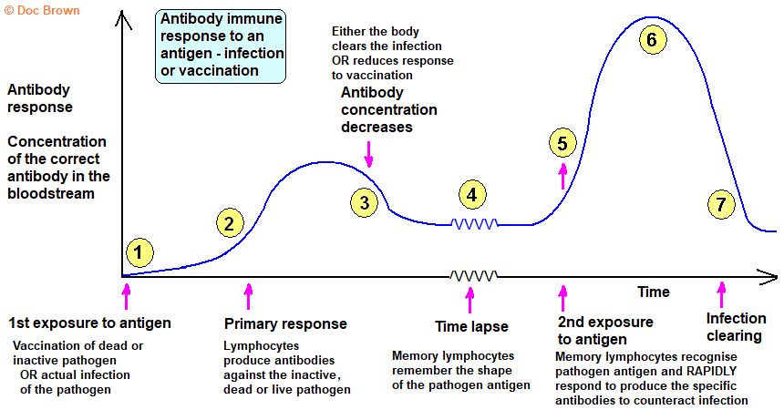 graph of antibody response to pathogen antigen infection vaccination memory lymphocytes antibodies gcse biology igcse