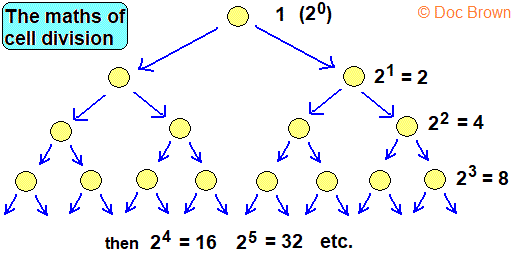 the maths of cell division mitosis growth binary fission of prokaryotes gcse biology igcse