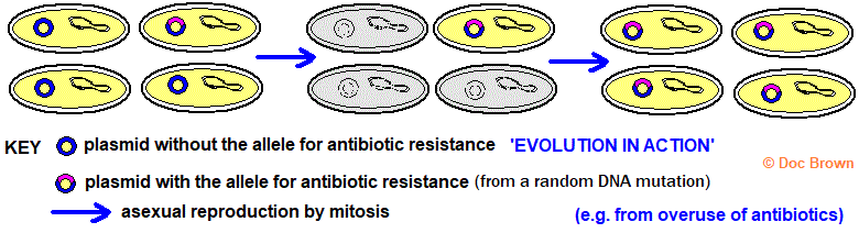diagram formation of antibiotic resistant bacteria carrying the antibiotic resistant gene allele multiplication bybinary fission