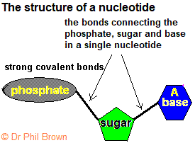 structure of a nucleotide phosphate sugar pentose base that forms the molecules of DNA and RNA