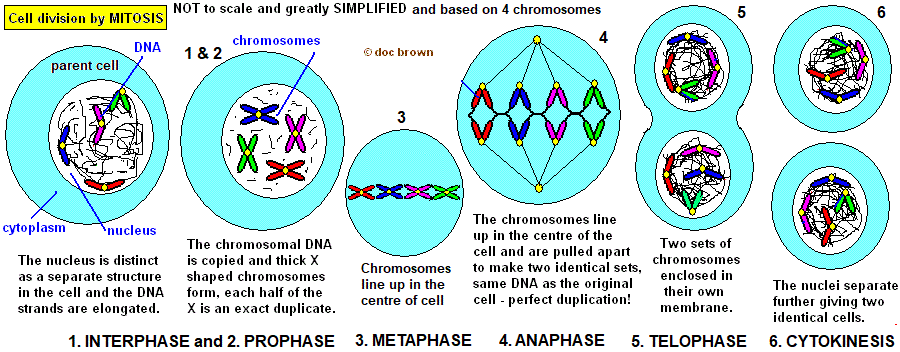 mitosis cell division Interphase Prophase Metaphase Anaphase Telophase Cytokinesis gcse biology igcse