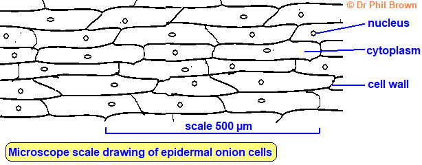 Image magnification of an onion cell calculation