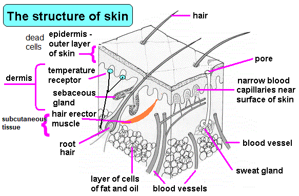 gcse biology diagram strcuture of skin epidermis sebacious gland root hairs pores sweat gland blood vessels igcse biology