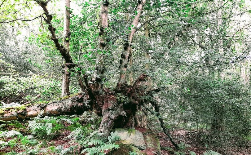 Phototropism of fallen tree once horizontal branches growing vertically upwards towards the light gcse biology igcse