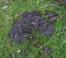 mole hill on a lawn