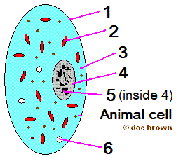 animalcell2q.gif