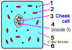 animalcell3q.gif