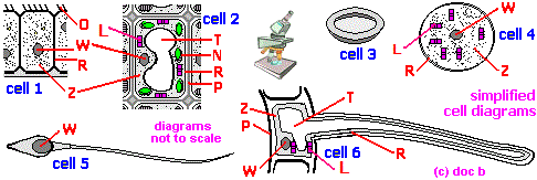 specialised cells and their function