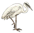heron1.gif