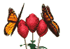insect2.gif