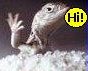 lizard1.jpg