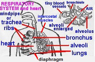 organs4names.jpg